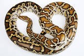 Researcher Earns NSF Grant for Infrared Imaging Studies on Snakes