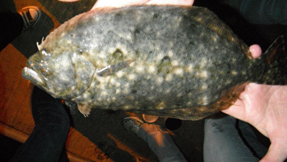 A Chilly Night and a Flounder that Doesn’t Belong