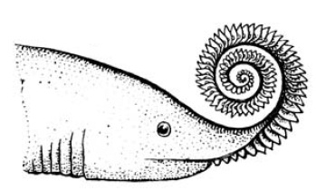 helicoprion