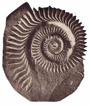 helicoprion