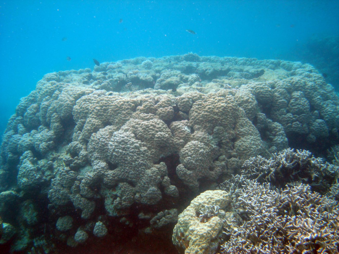 Coral Reef Study Florida Tech