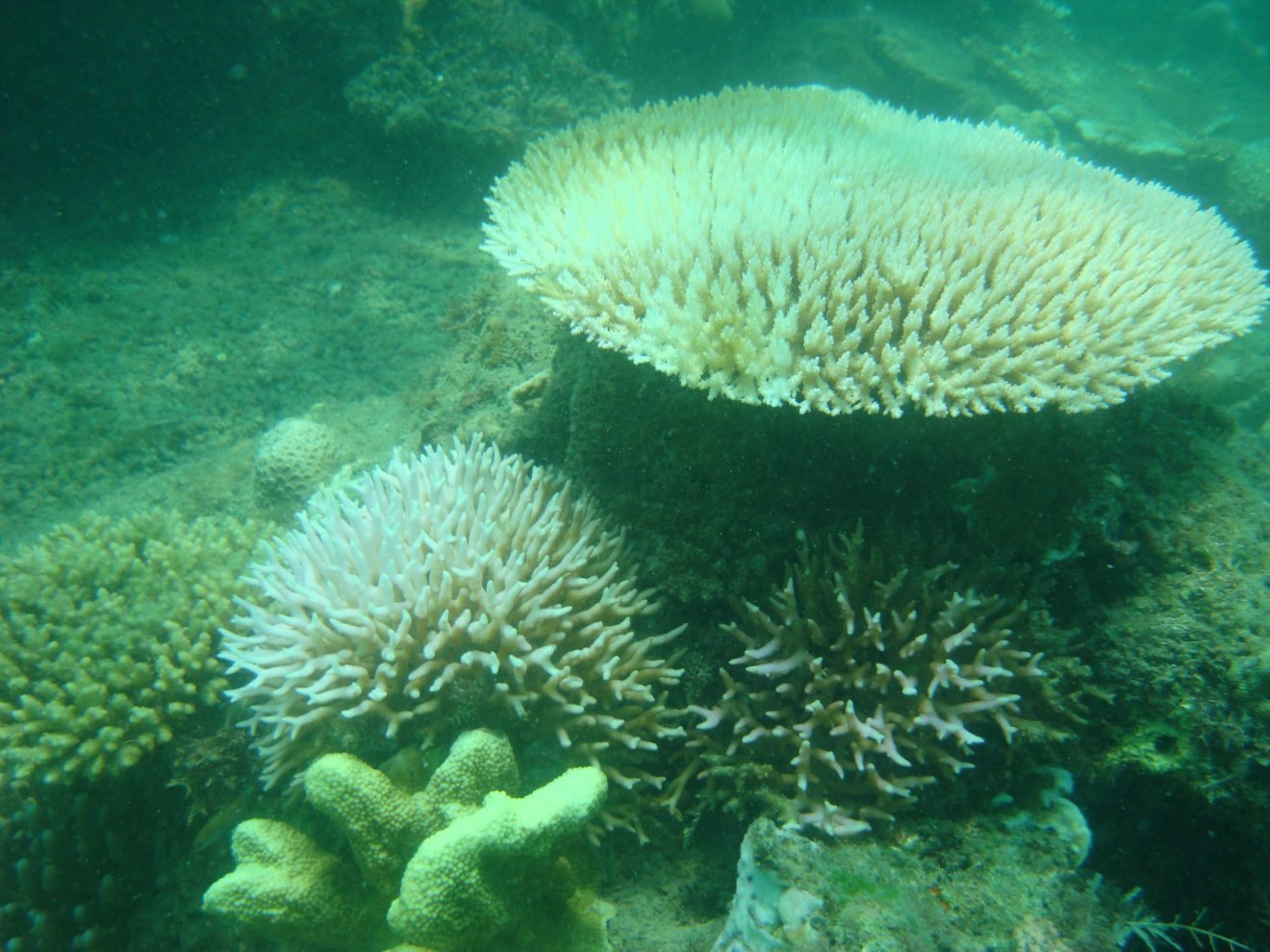 corals