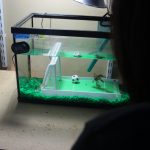 Goldfish Playing Soccer
