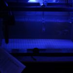 Goldfish Playing Soccer