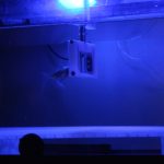 Goldfish Playing Soccer