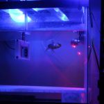 Goldfish Playing Soccer