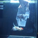 Goldfish Playing Soccer