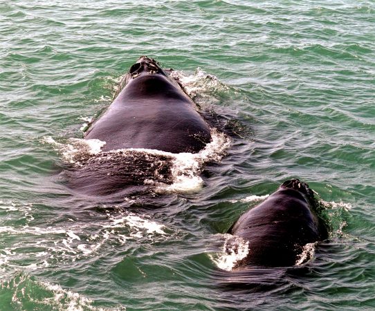 whale eye mutation