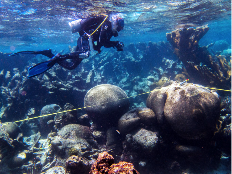 Diving off the U.S. Virgin Islands to study coral reef structure