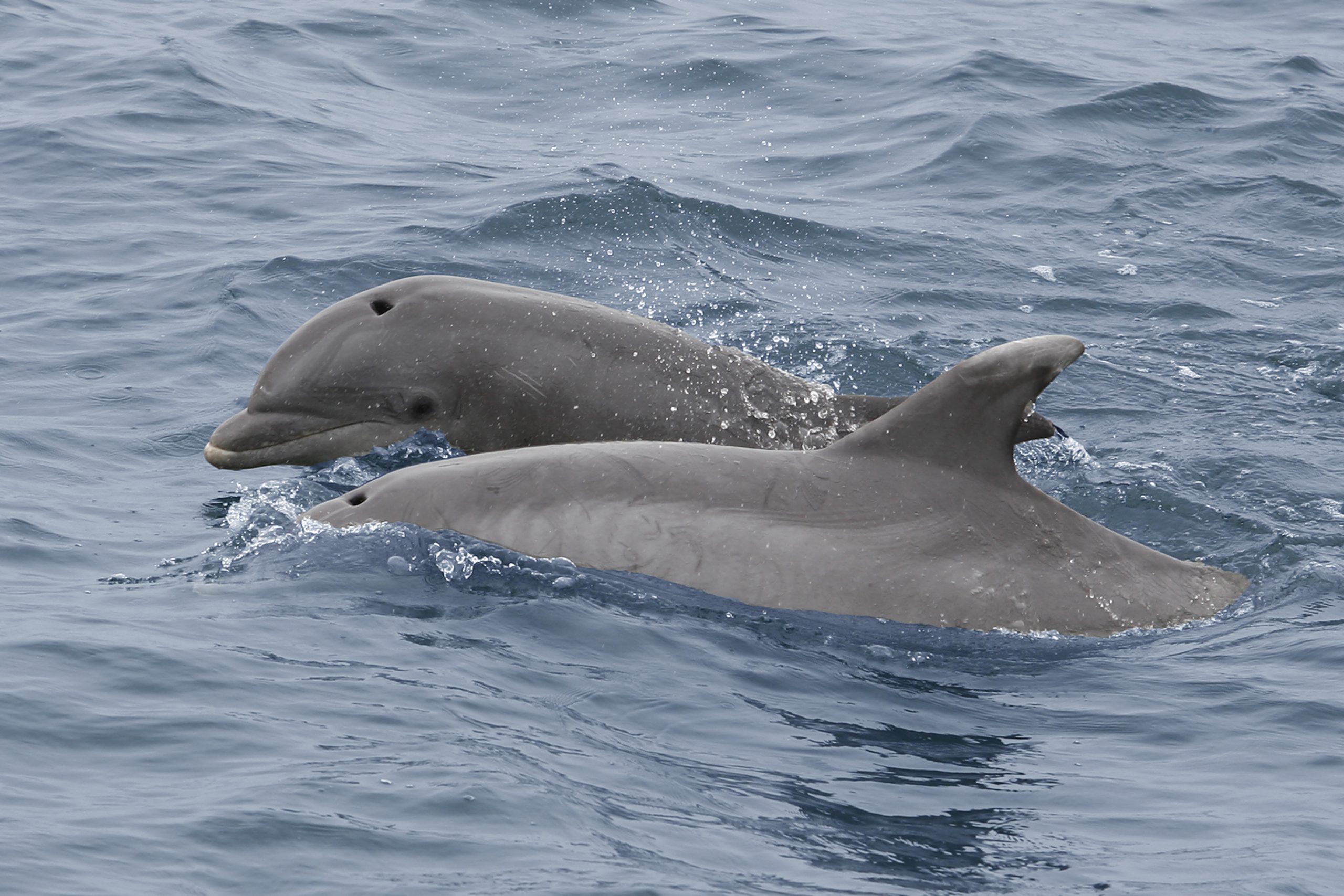 Are Dolphins Ailing From Algal Blooms in the Indian River Lagoon?