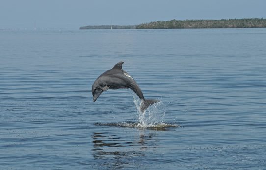Florida Tech, Harbor Branch to Study Algal Bloom Impact on Lagoon Dolphins