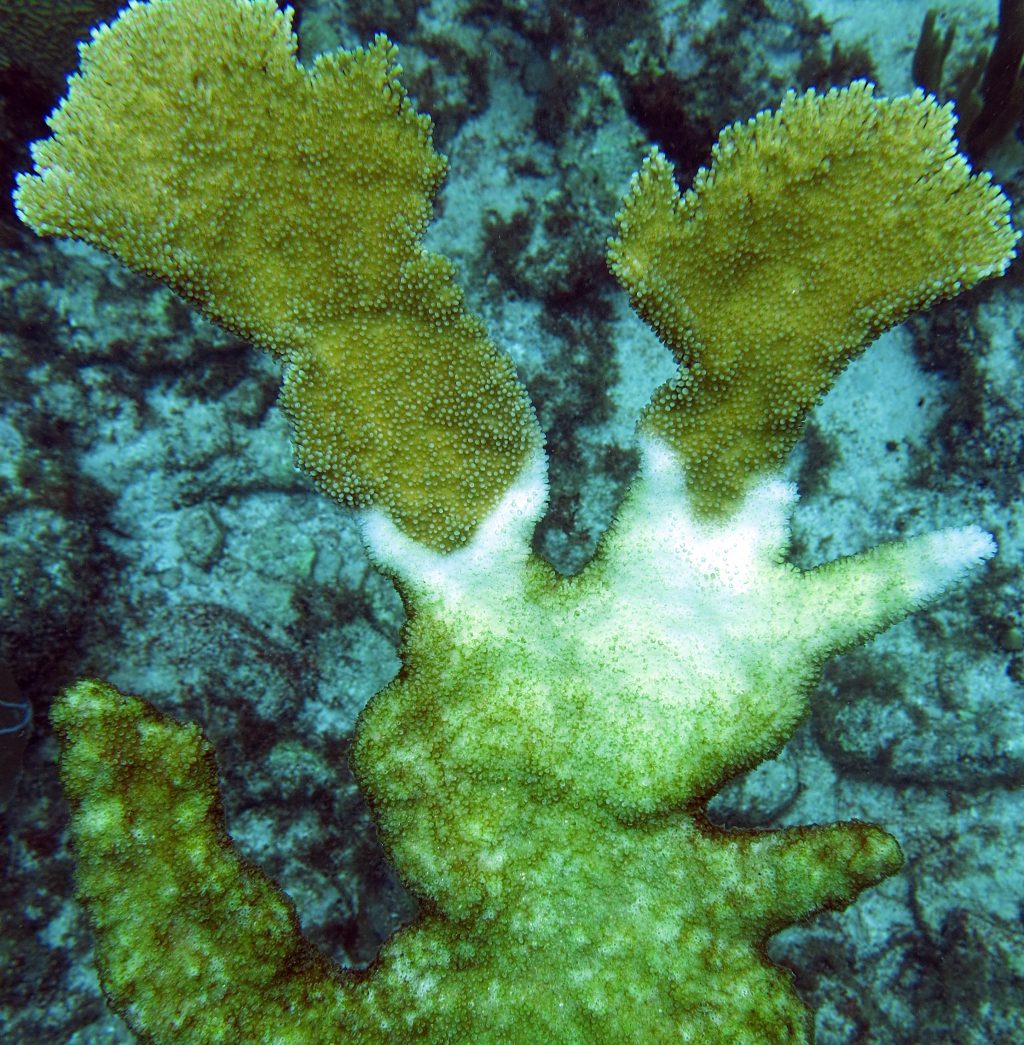 Coral Disease Outbreaks Fluctuate with El Niño Years