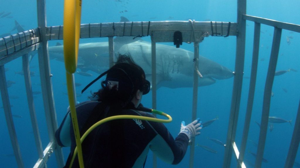 Florida Tech’s Toby Daly-Engel prepares to get a skin sample from a white shark in the waters of Vizcaino Bay in Mexico during filming of the Shark Week program, “Great White Shark Babies.” Photo courtesy of Discovery Communications.