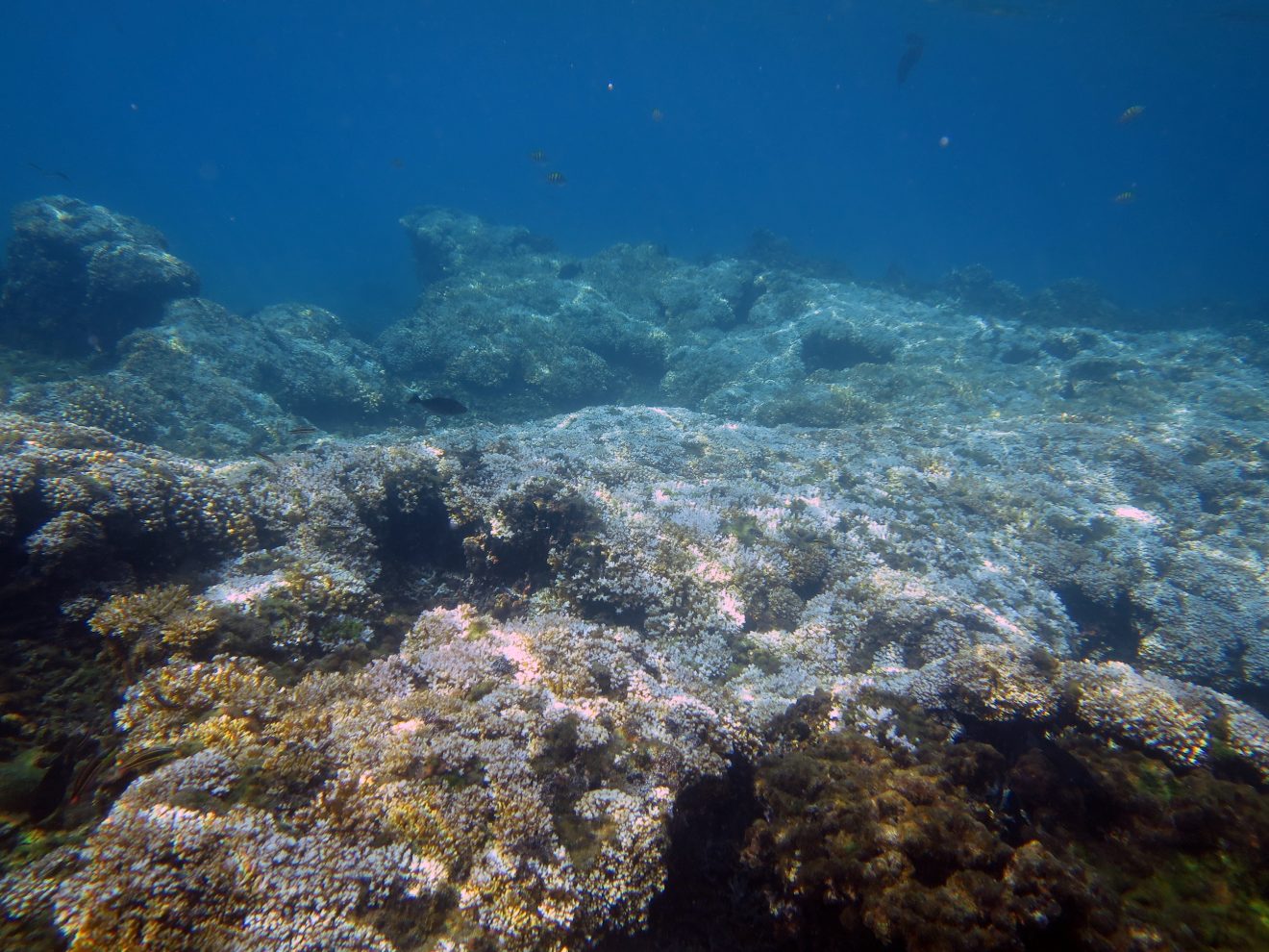 New Research Finds Ocean Warming Forces Reefs Into Cool-Water Refuges