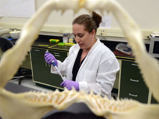 Florida Tech shark expert and ocean engineering and marine sciences assistant professor Toby Daly-Engel viewed through the jaws of a shark in the research lab Credit: John Blackie