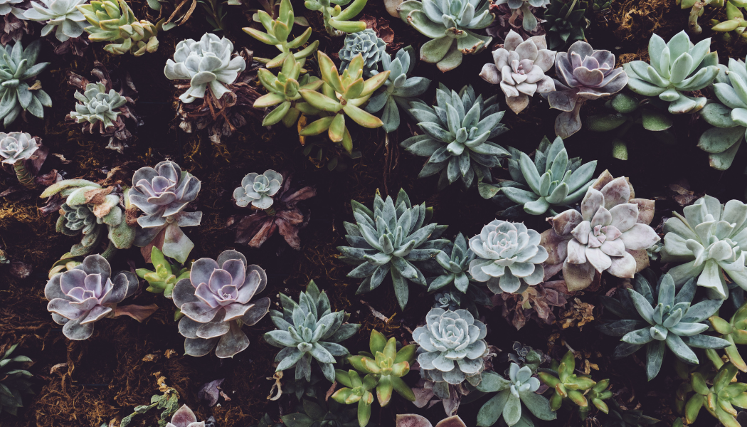 466 Succulents vs. Stress