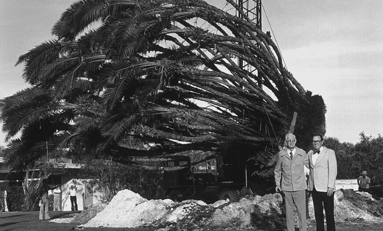 Photo of Secret History: Requiem for a Tree