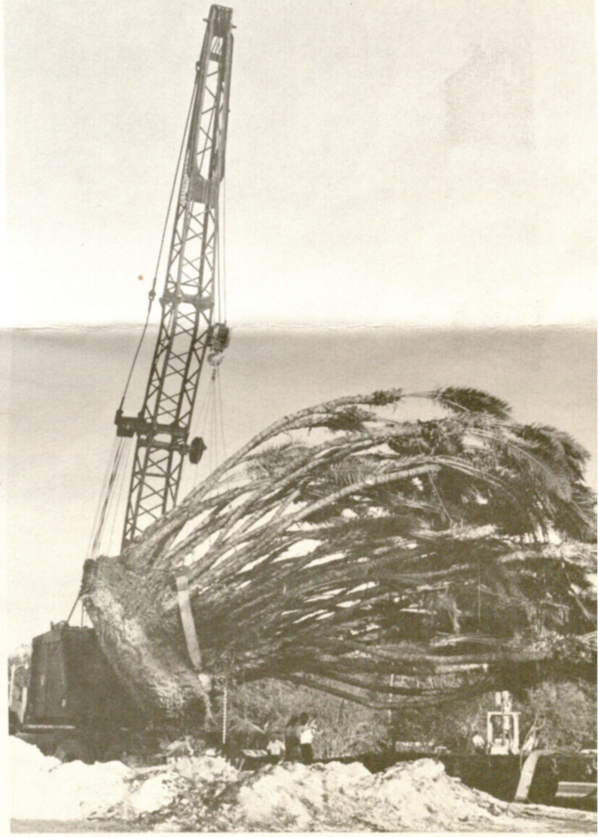 A crane removes the Phoenix reclinata from U.S. Route 192