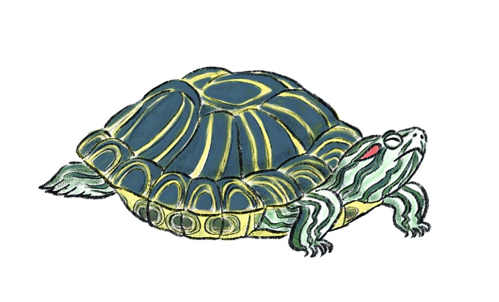 Red-Eared Slider, illustrated by Yumiko Kitazono 