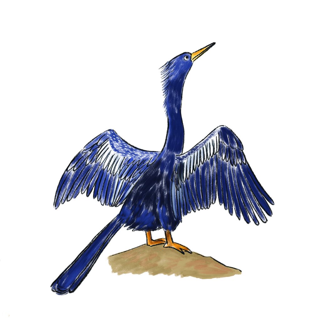 Anhinga. illustrated by Yumiko Kitazono 
