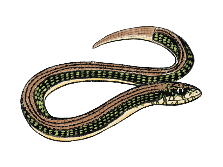 Eastern Glass Lizard, illustrated by Yumiko Kitazono 