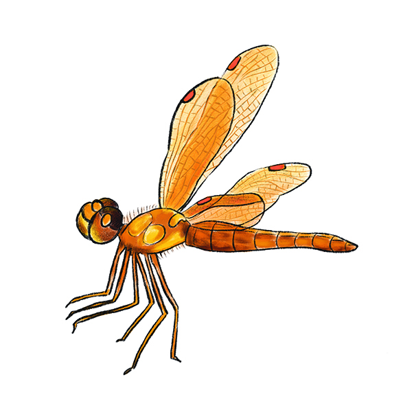 Eastern Amberwing Dragonfly, illustrated by Yumiko Kitazono 
