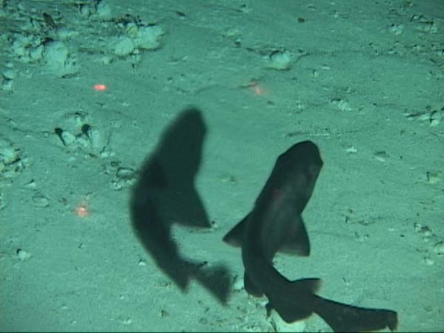 The spongehead catshark. Photo from the NOAA Ocean Explorer.