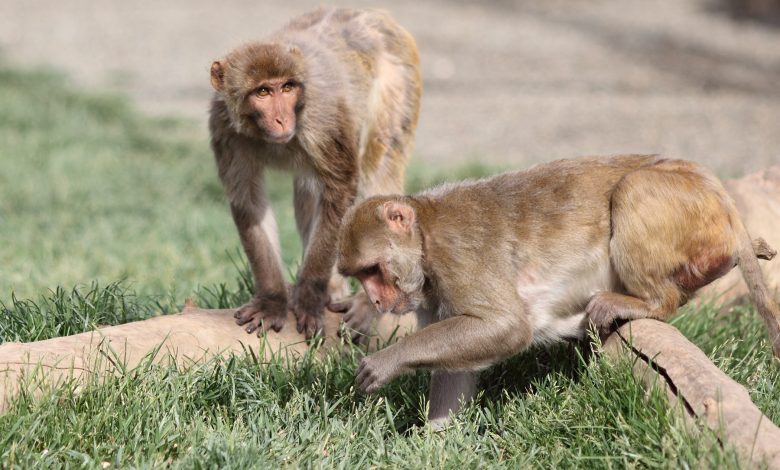 Photo of Hormone Supplementation in Rhesus Monkeys Points to Potential Autism Treatment