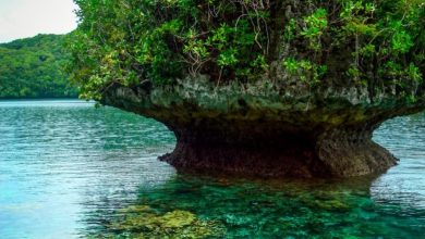 Photo of Equatorial Reefs May Act as Refugia for Corals During Marine Heatwaves