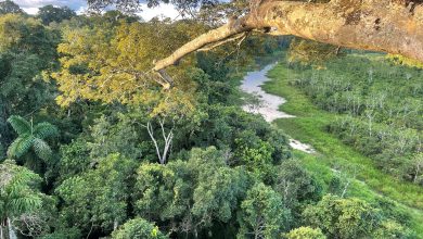 Photo of New Study Finds Ancient and Colonial Legacies Still Affecting Amazon Forests