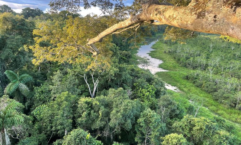Photo of New Study Finds Ancient and Colonial Legacies Still Affecting Amazon Forests