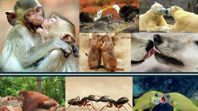 Photo of Ape Ancestors and Neanderthals Likely Kissed, New Analysis Finds