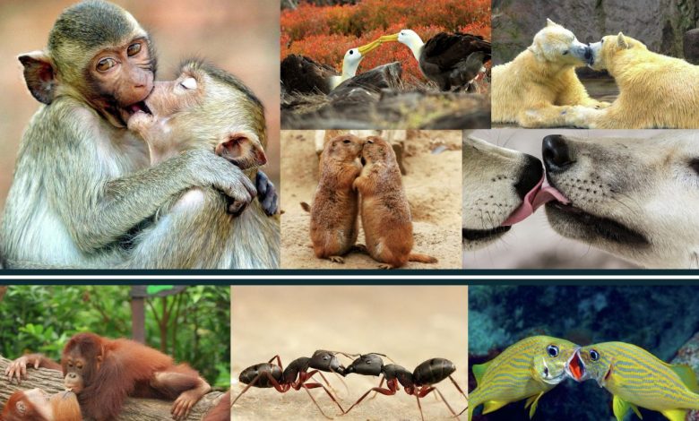 Photo of Ape Ancestors and Neanderthals Likely Kissed, New Analysis Finds