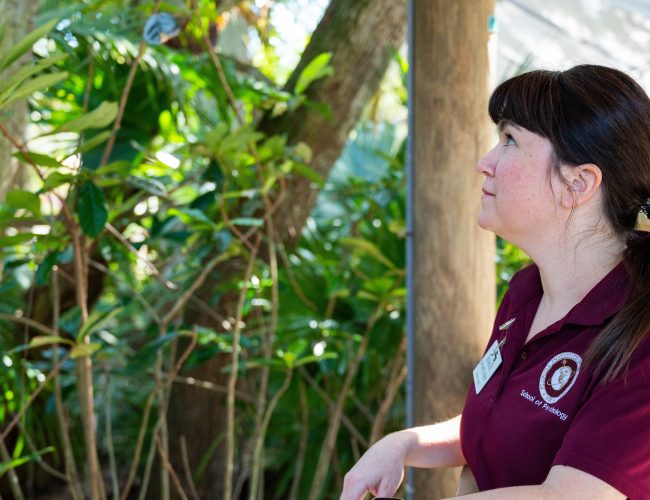 COPLA Faculty Catherine Talbot Breaks Down Behavior of Viral Baby Monkey, “Punch”